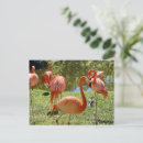 Search for flamingo postcards Nature
