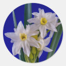 Search for narcissus stickers Daffodil
