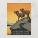Search for wild life postcards National park