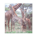 Search for herding group Animal