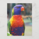 Search for rainbow lorikeet postcards Australia