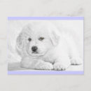 Search for pups postcards Fluffy