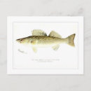 Search for pike Watercolor