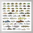 Search for freshwater fish posters Sunfish