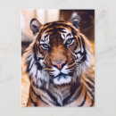 Search for bengal cats postcards Animal
