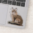 Search for maine coon cat stickers Cute