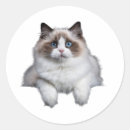 Search for ragdoll cat stickers Kitten