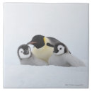 Search for three animals tiles Three quarter length