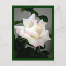 Search for spring bride postcards Flowers
