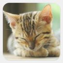 Search for cute cat pictures stickers Pet