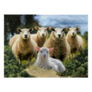 Search for sheep lamb posters Farm