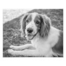 Search for springer spaniel dog posters Black and white