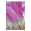 Search for growing posters Bloom