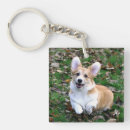 Search for cute corgi key rings Puppy