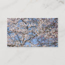 Search for cherry blossoms business cards Photograph