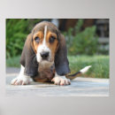 Search for droopy Pet