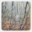 Search for cobweb stickers Spider