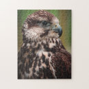 Search for birds of prey puzzles Hawk