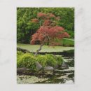 Search for japanese maple tree Nature