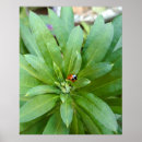 Search for ladybird posters Plant