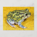 Search for will be toad postcards Amphibian