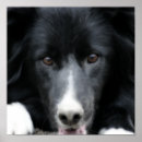 Search for black border art Animal