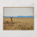 Search for mule deer postcards Wildlife