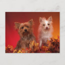 Search for yorky postcards Cute