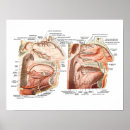 Search for face anatomy posters Doctor