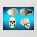 Search for eye socket Osteology