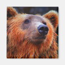 Search for brown bear magnets Animal