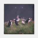Search for puffin magnets Wildlife