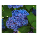 Search for hydrangea photo posters Garden