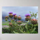 Search for scottish thistle posters Celtic