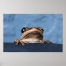 Search for frog posters Animal