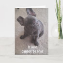 Search for french bulldog puppy cards Photography