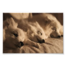Search for american eskimo dog art Cute