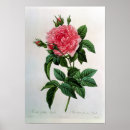 Search for pierre joseph redoute posters Illustration