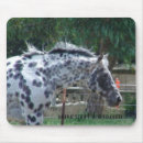 Search for reining Stallion