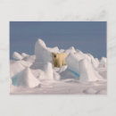 Search for threatening postcards Predator