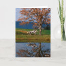Search for bob cards Warmbloods