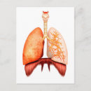 Search for larynx Trachea
