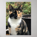 Search for torti posters Kitten