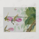 Search for lady slipper postcards Floral