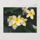 Search for lei postcards Tropical