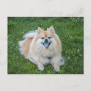 Search for sable postcards Dog