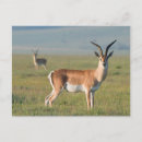Search for arusha Gallo images