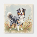 Search for merle magnets Australian shepherd