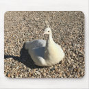 Search for peafowl mousepads Nature