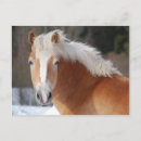 Search for haflinger postcards Horse